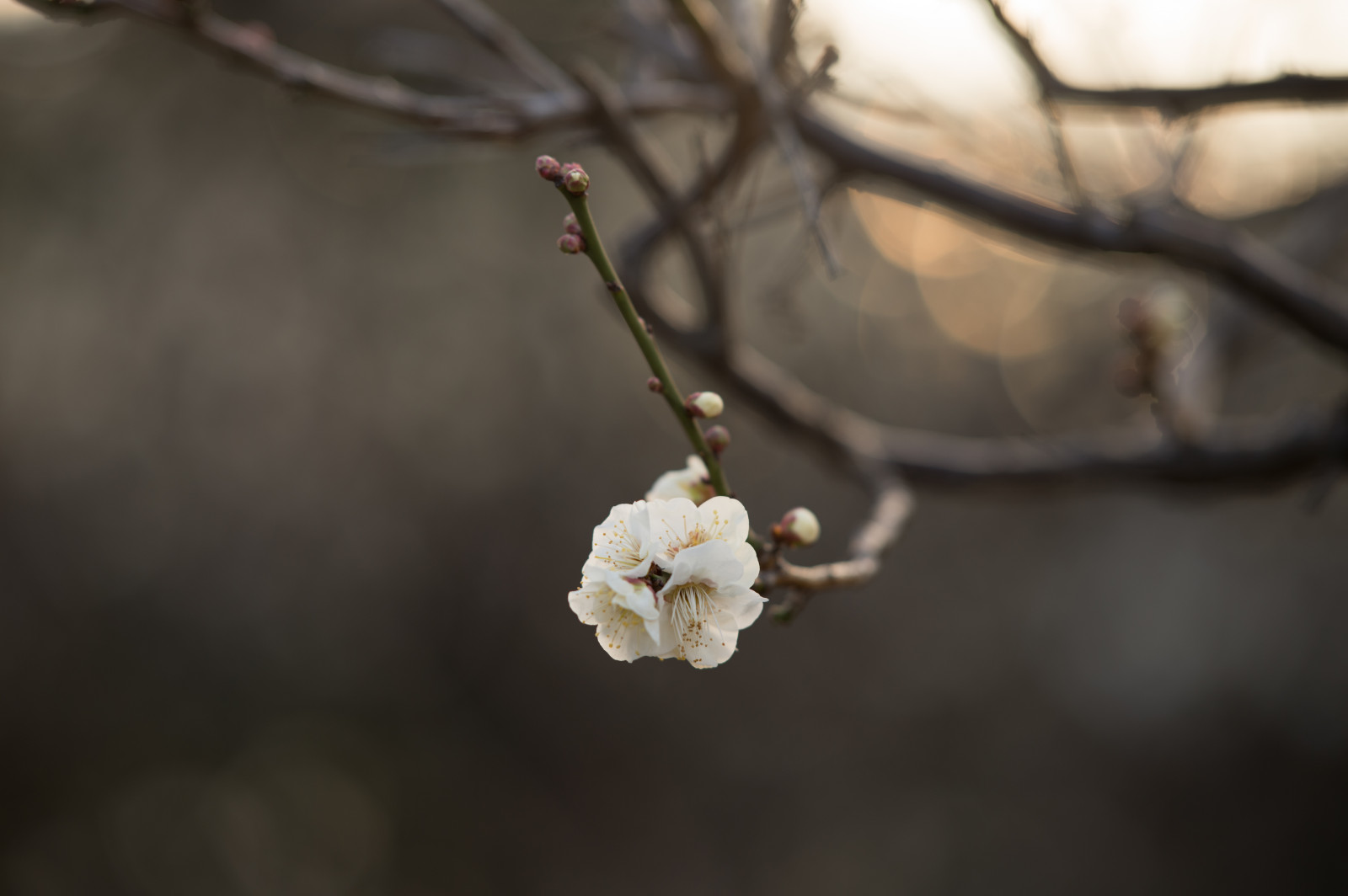 Japonsko, bílý, Příroda, fotografování, větev, Nikon, květ, jaro, Tokio, jp, strom, NIKKOR, list, květ, rostlina, UME, flóra, pupen, okvětní lístek, afs105mmf14eed, afsnikkor105mmf14eed, df, ikegamibaien, Ikegami, japaneseapricot, větvička, vyrobit, botanika, zblízka, makro fotografie, závod stonek