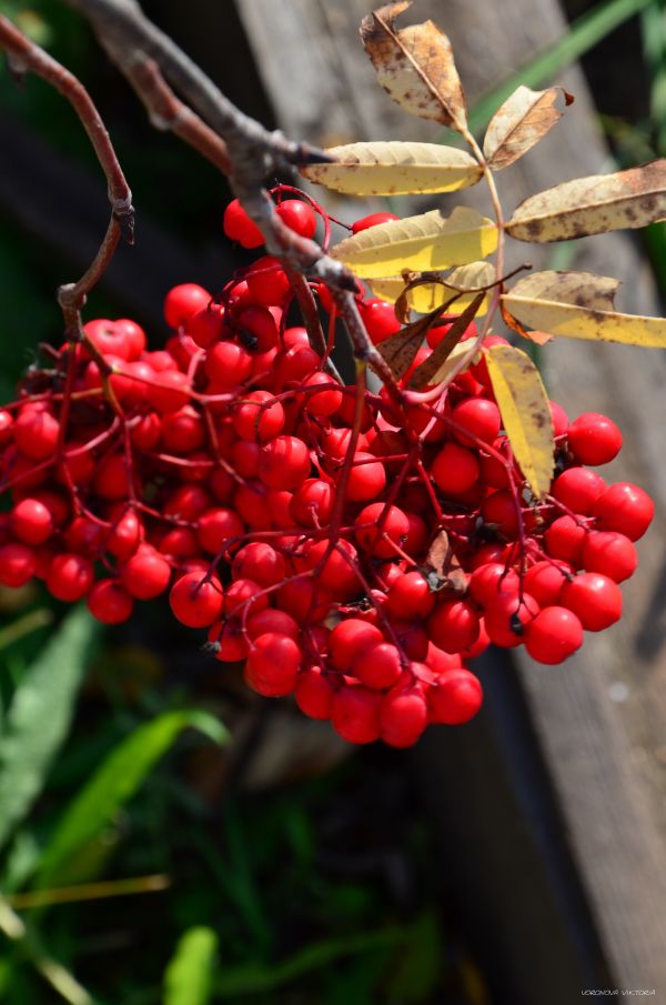 food, red, plants, branch, fruit, berries