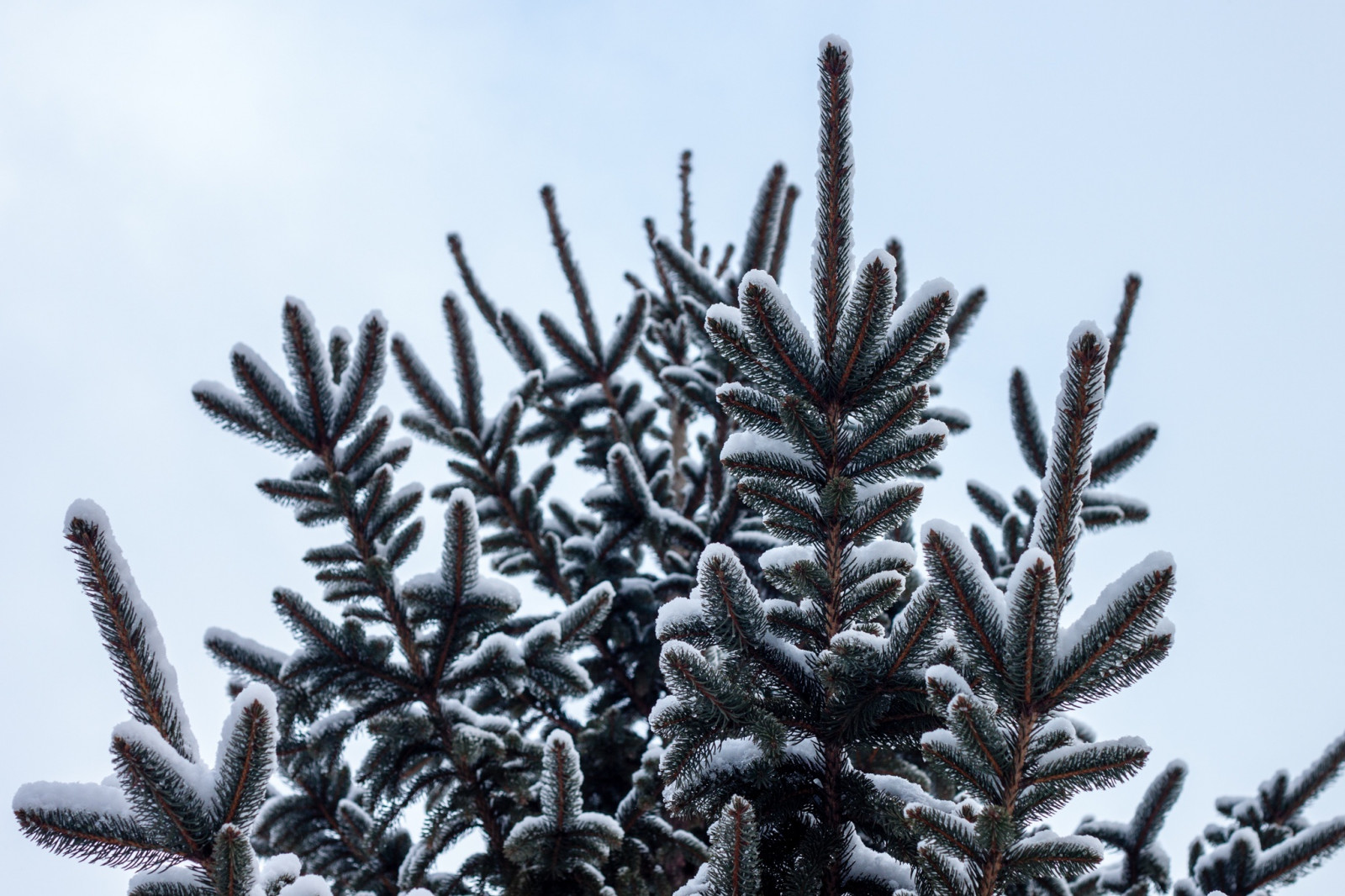 Wallpaper : spruce, pine, snow 2048x1365 - - 991192 - HD Wallpapers