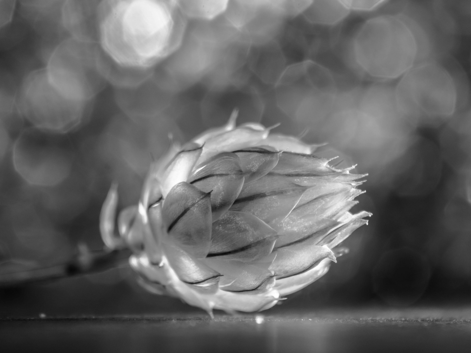 černobílý, voda, fotografování, makro, bokeh, pondělí, Černý a bílý, macromonday, květ, tělesné, pokles, okvětní lístek, noiretblanc, D7100, počítač tapeta, Černý a bílý, monochromatické fotografování, zblízka, makro fotografie, zátiší fotografování, vlhkost, stock photography