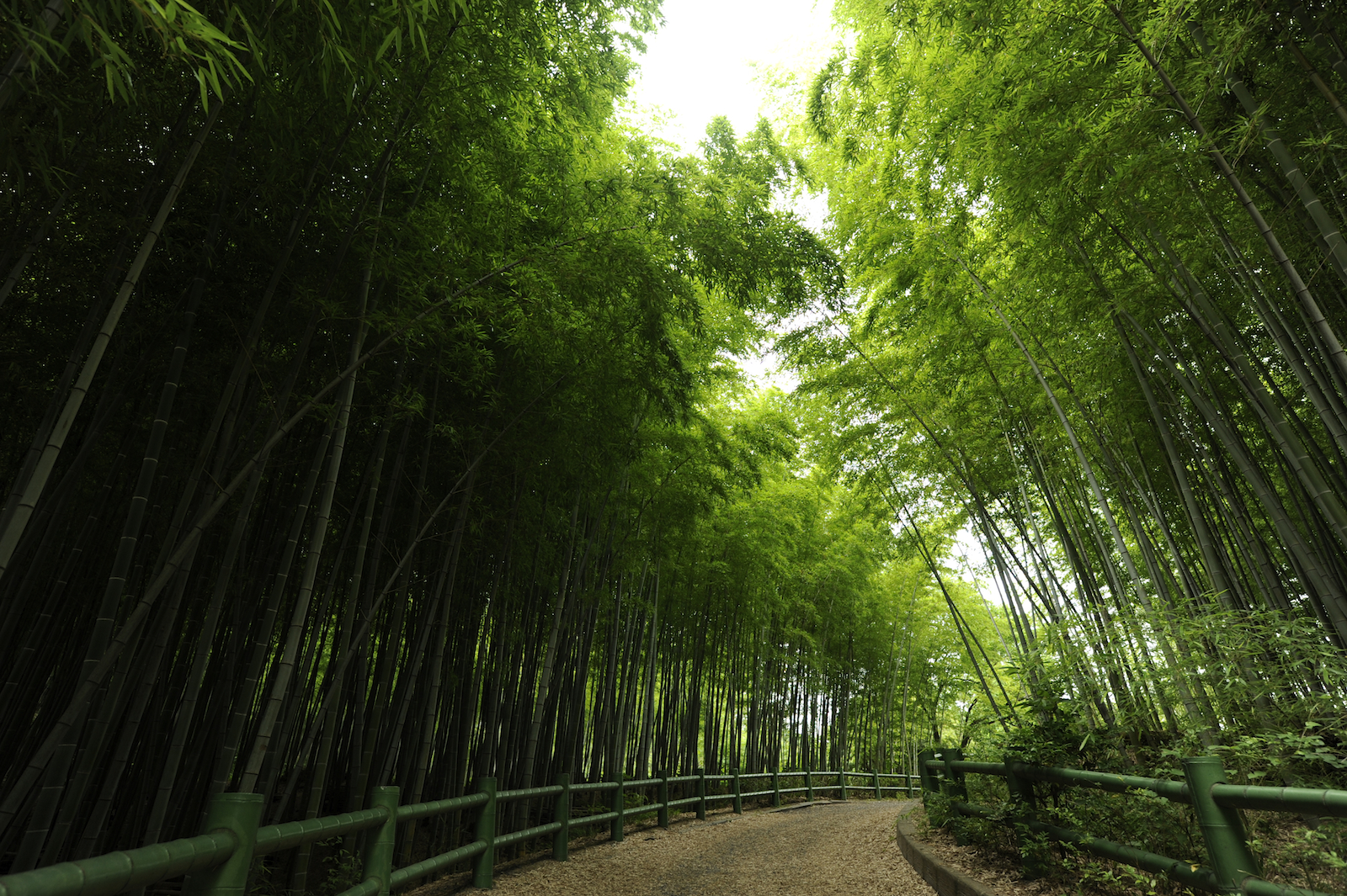 Nikon, bambus, Nagoya, Aichi, Sigma20mmf18exdgasphericalrf, Bambus, Meito, Makinogaike, D3S, Makinogaikepark, Makinogaikeryokuchi