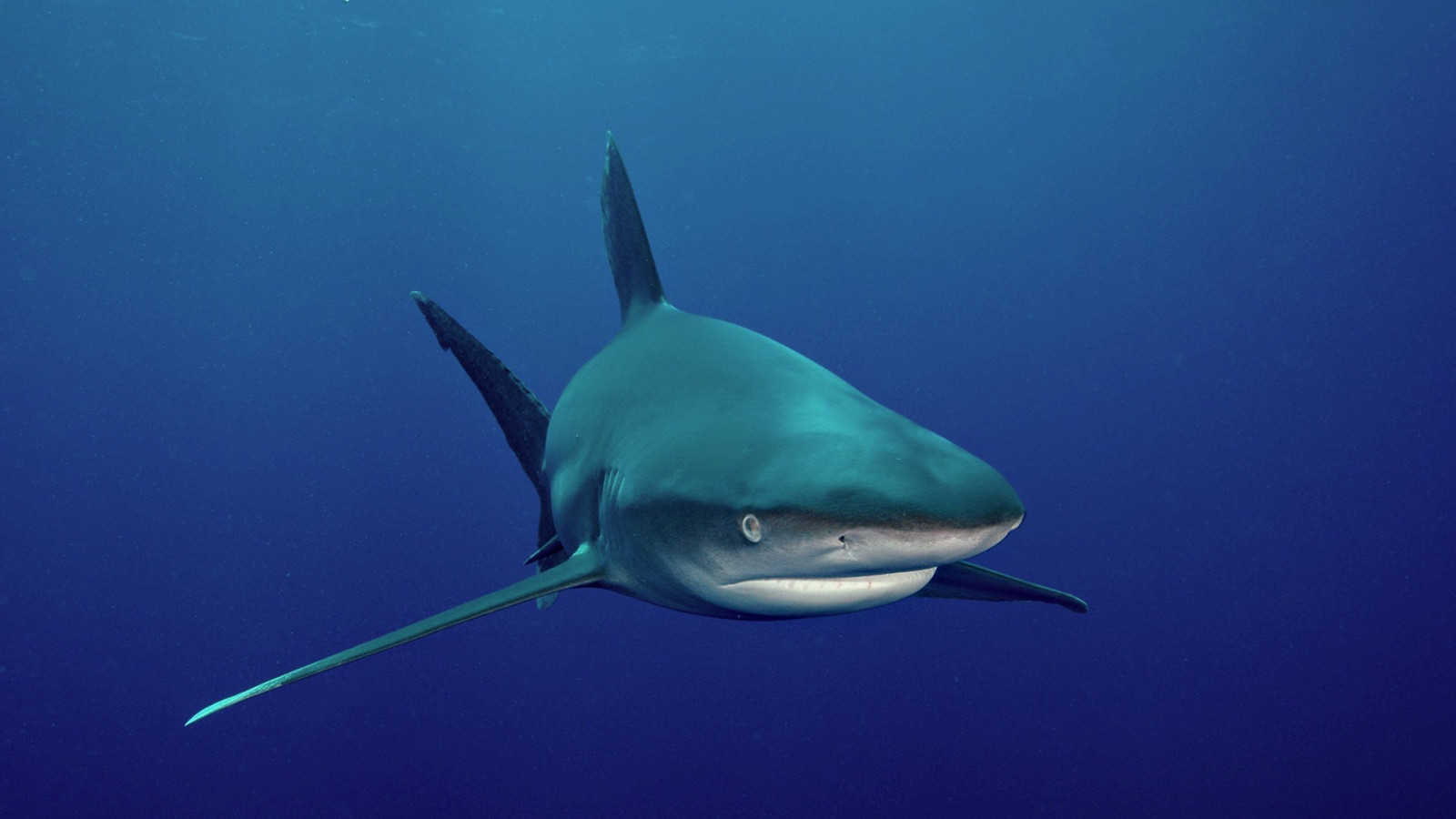 สัตว์, ฉลาม, ปลา, ใต้น้ำ, ฉลามขาว, ชีววิทยา, 1920x1080 px, สัตว์มีกระดูกสันหลัง, ชีววิทยาทางทะเล, requiem shark, ฉลามเสือ, carcharhiniformes, ปลากระดูกอ่อน