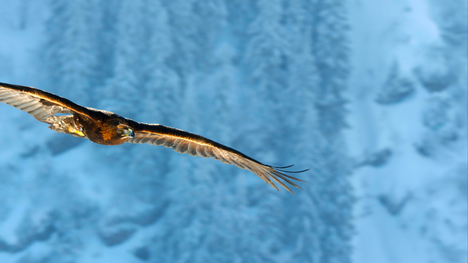 Planet Earth II, televizní seriál, fotografie z filmu, BBC, orel, sníh, stromy