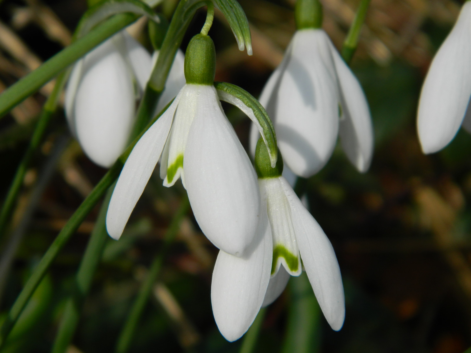 svět, život, květiny, podzim, zima, divoký, letní, rostliny, bílý, rostlina, západ, květ, barva, barva, makro, zelená, dějiny, Příroda, květinový, nahoru, dívej se, yard, les, zálesí, zahrada, jeden, Skotsko, zadní, jaro, barvitý, zavřít, Pohled, patro, podlaha, dno, přírodní, jasný, jižní, boční, země, skotský, odstín, singl, britský, o, Vítejte, květy, podrážka, běžný, temný, Ohlašovat, sněženka, plantes, galanthus, hlasatel, Nivalis, Galloway, stínovaný, panenská, panenský, glentrool, prozkoumal
