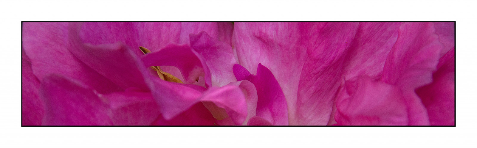 have, natur, lilla, violet, tæt på, makro, kronblade, Rose, lyserød, magenta, blomst, plante, flora, farve, kronblad, pæon, canon60d, computer tapet, blomstrende plante, tæt på, makrofotografering, stængelplante, urteagtig plante