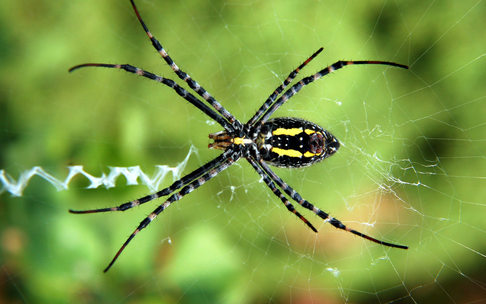 natur, fotografering, edderkop, Spindlere, fauna, tæt på, makrofotografering, stængelplante, hvirvelløse, leddyr, edderkoppespind, hjulspinder spider, araneus, Europa-haven edderkop, argiope, gul haven edderkop