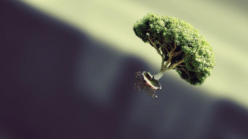Bäume, Natur, Ast, digitale Kunst, Fotografie, Grün