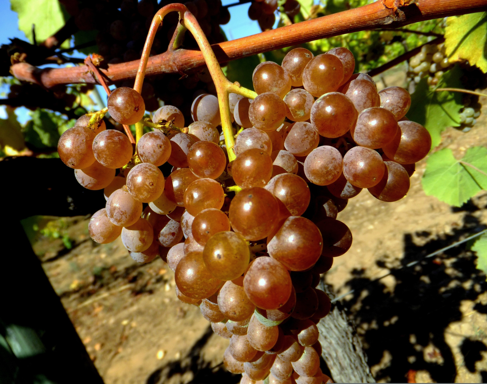 Uvas, vino, Vinho, hrozny, víno, Variedadalvarinha, Variedadtreixadura, Albari o, Alvarinho, Ecorutamon aovalen a, Ekopistadoriominho, Grderiva ominhocoura, Miudal, Verdoejo, Friestras, Valen, Valen adominho, Vianadocastelo, Minholima, Portugalsko, teresalaloba, Valen a027, Caminhadas, Trilhas