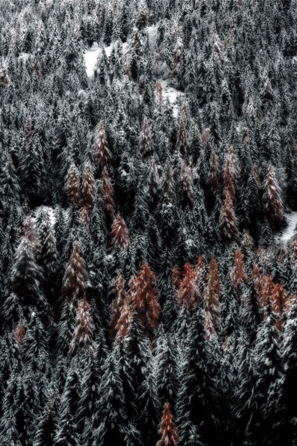 trees,forest,snow,top view