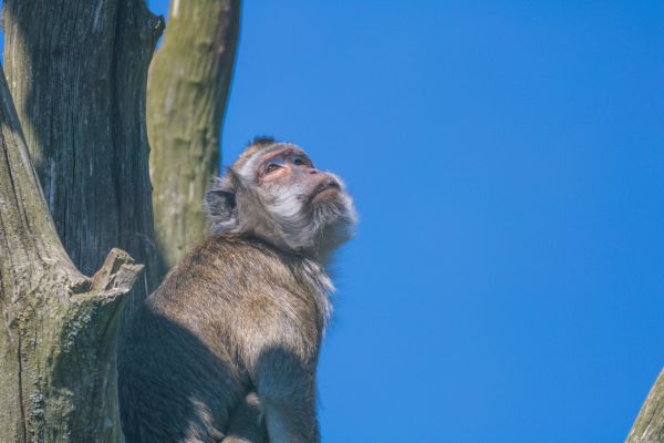 sky,tree,wildlife,Zoo,monkey,macaques