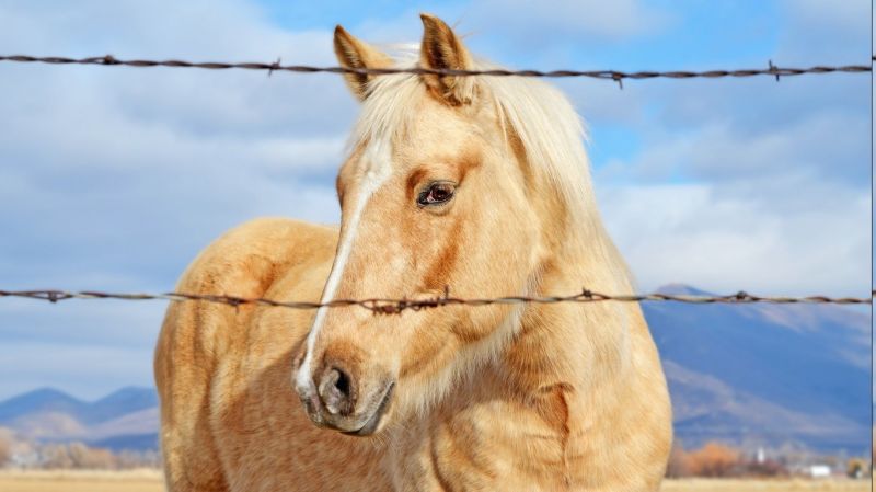 fil barbelé,1366x768 px,animaux,cheval