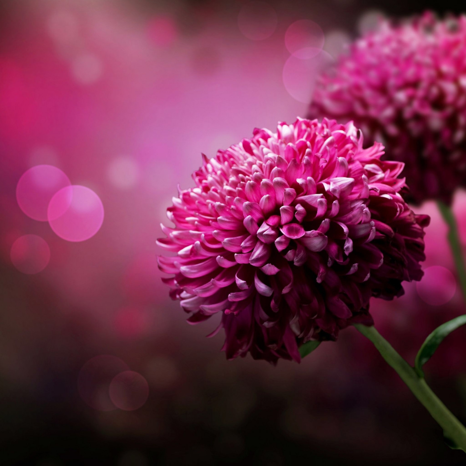 Příroda, fotografování, květ, růžový, květ, rostlina, flóra, okvětní lístek, suchozemská rostlina, kvetoucí rostlina, zblízka, makro fotografie, daisy rodina