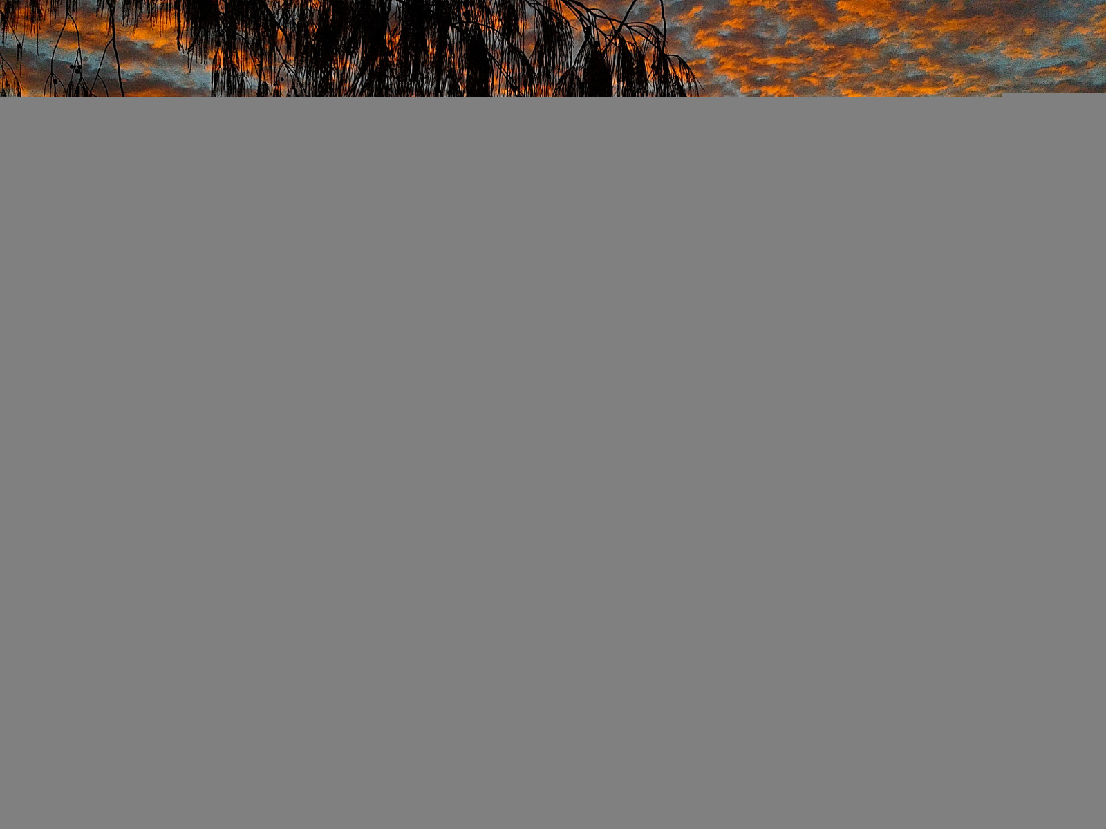 Příroda, svítání, queensland, coochiemudlo