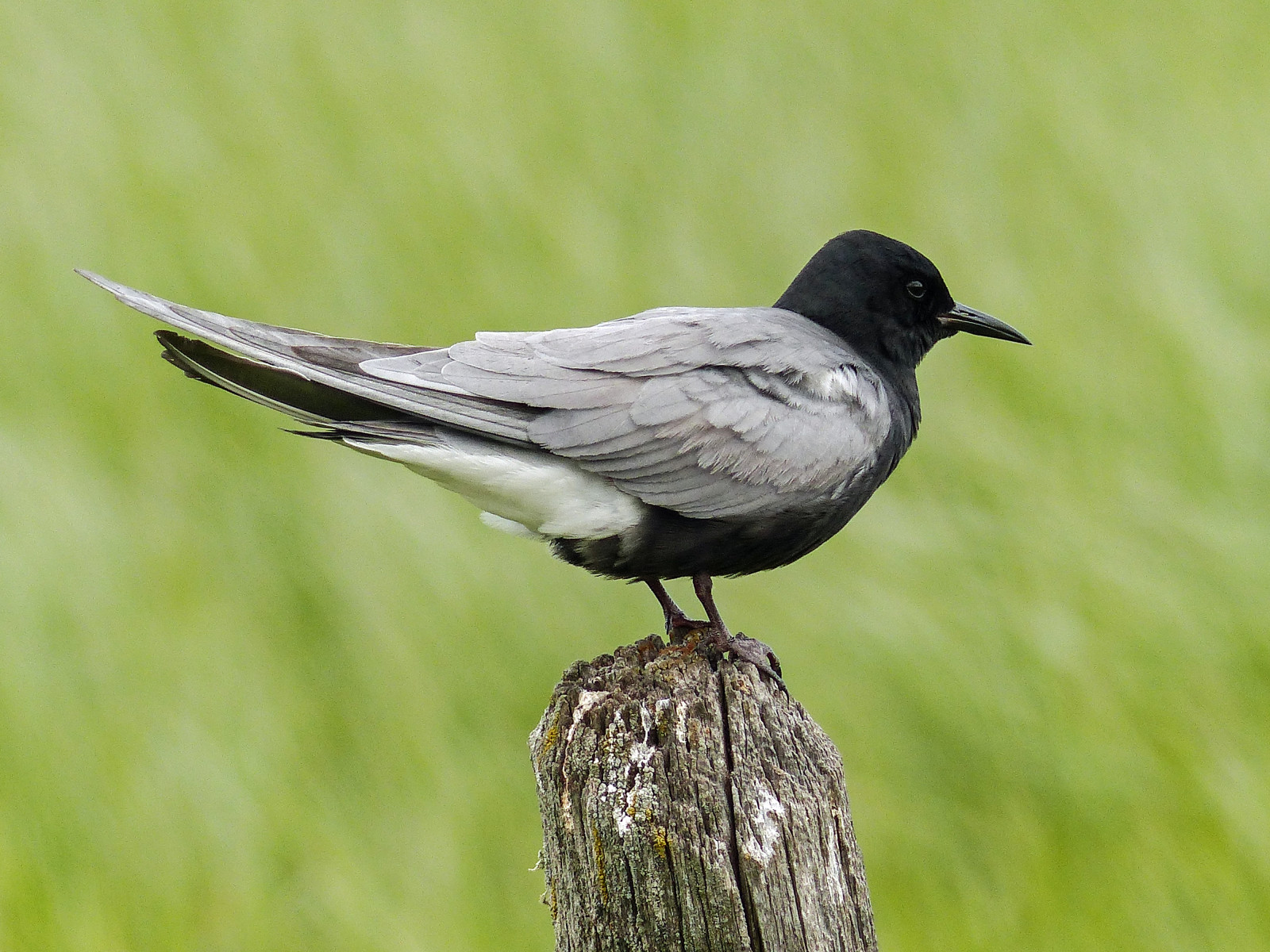 Canada, fugl, natur, fugle, forår, bokeh, udendørs, Alberta, perched, sideview, tern, ornitologi, aviær, vådområde, fencepost, blacktern, chlidoniasniger, annkelliott, anneelliott, swofcalgary, fz200, 12june2014
