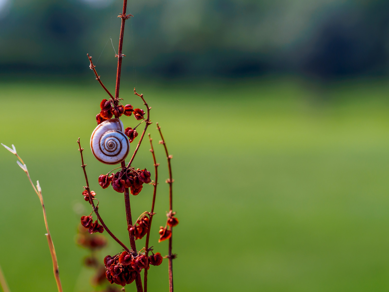tráva, makro, hmyz, jaro, hlemýžď, list, flóra, makro, větvička, zblízka, makro fotografie, závod stonek, opylovači, schnecke