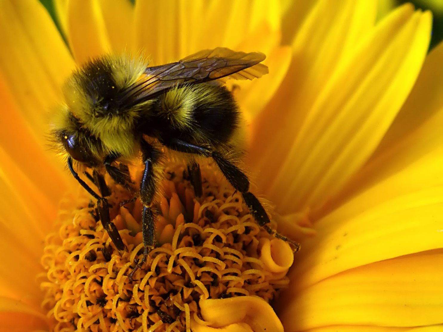 Wallpaper : nature, yellow, wildlife, standing, Bumblebee, Bee, flower