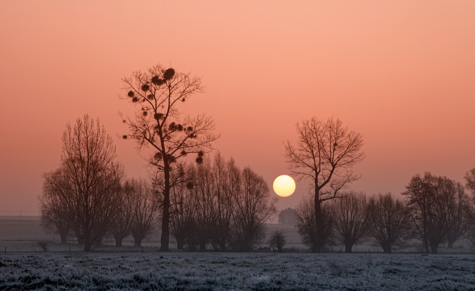 zonlicht, bomen, zonsondergang, natuur, sneeuw, winter, tak, zonsopkomst, avond, ochtend-, mist, vorst, Zon, Afrika, atmosfeer, schemer, boom, herfst, mist, weer, dageraad, fabriek, seizoen, atmosferisch fenomeen, houtachtige planten