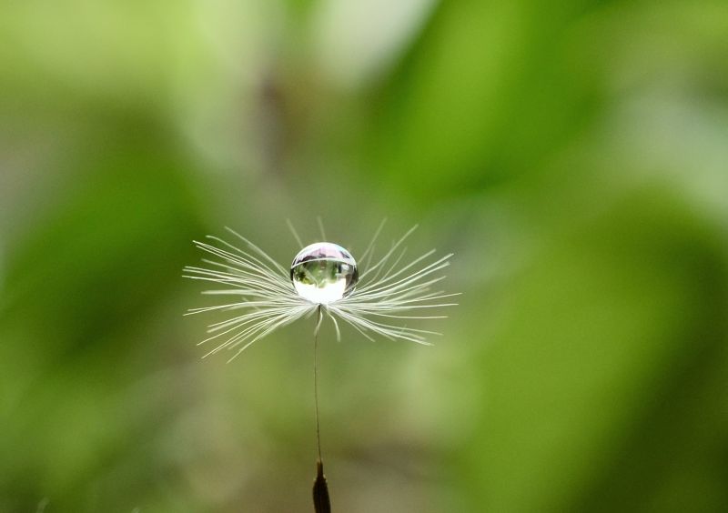 Příroda, tráva, déšť, fotografování, zelená, zahrada Příroda, tráva, déšť, fotografování, zelená, zahrada