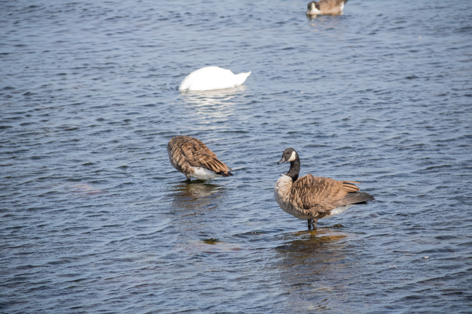 mare, acqua, riflessione, natura, anatra, becco, uccello, vatten, HAV, f gel, Sterlen, modello canoneos760d exif, geocountry, Marca fotocamera Canon, Geocity, modello di fotocamera canoneos760d, geostate, geolocalizzazione, Lente exif efs18200mmf3556is, exif focalLength 200 millimetri, exif fare canon, exif ISOSPEED 100, apertura exif 63, Simrishamn, fauna, Uccelli acquatici, vertebrato, acqua uccello, anatre, oche e cigni, mergini