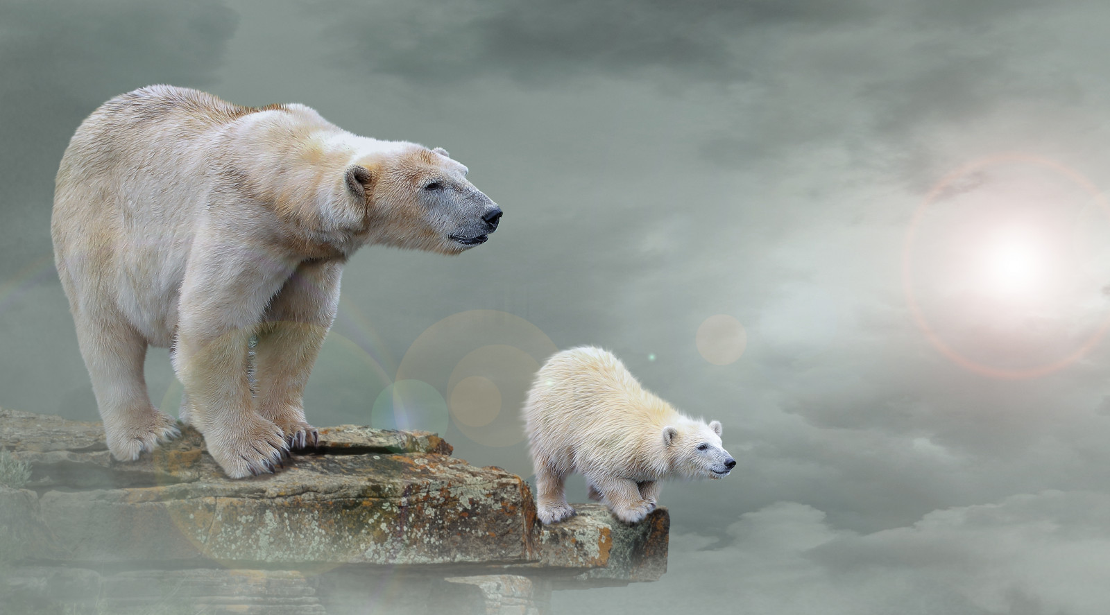 Photoshop, zvěř, Příroda, koláž, Volně žijících živočichů, lov, Grizzly, Medvěd hnědý, medvěd, vidět, fauna, manipulace, montáž, Vyhledávání, čich, čenich, lední medvěd, carnivoran, organismus, chiaralily, obsidiandawn, lední medvědi, terrestrial animal