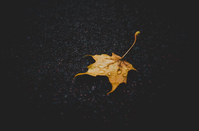 φύλλα,autumm