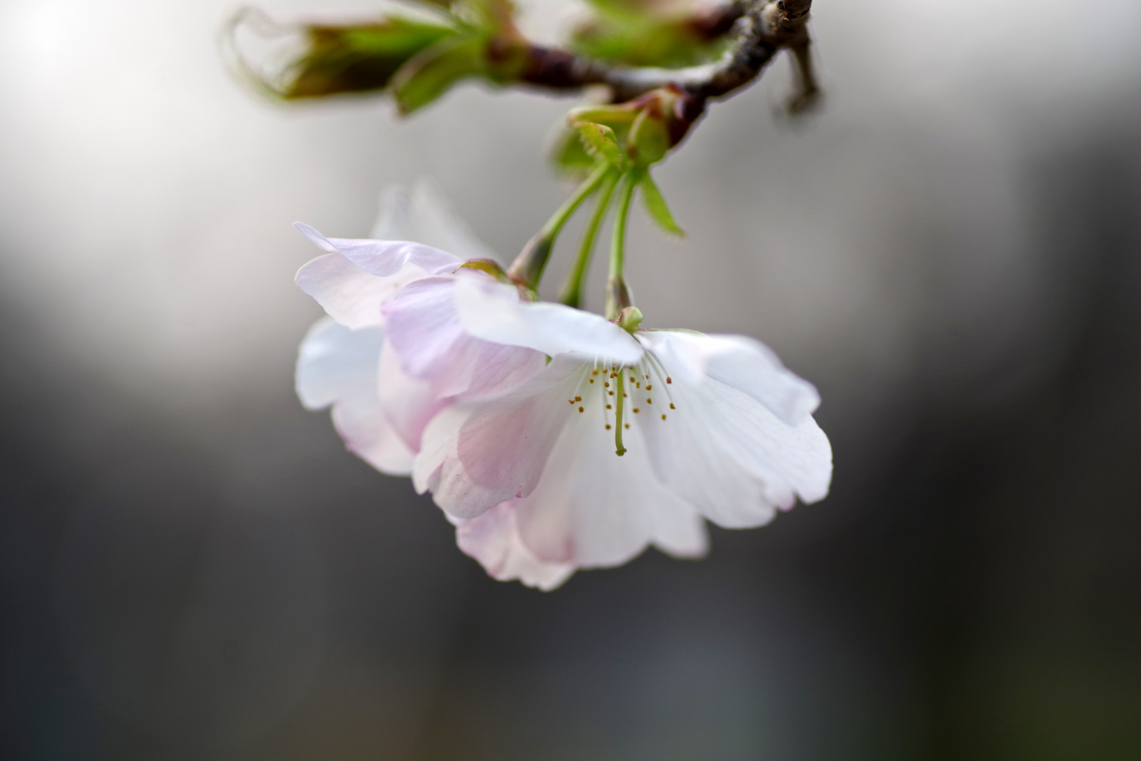 blomst, blomst, hvid, lyserød, cherry blossom, forår, flora, plante, afdeling, tæt på, kronblad, Kvist, makrofotografering, sollys, stængelplante, computer tapet