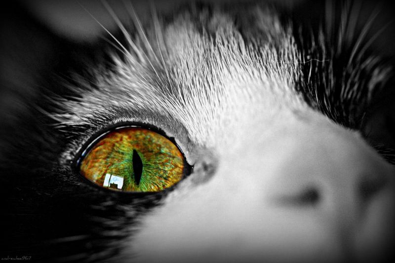 котка,око,selectivecolour,canon400d,efs60mmf28usm,andrewlee1967