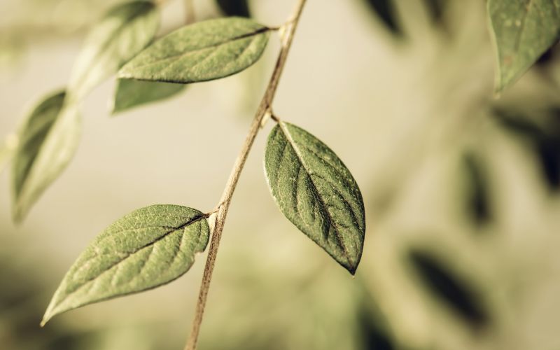 sunlight, leaves, nature, grass, plants, photography sunlight, leaves, nature, grass, plants, photography