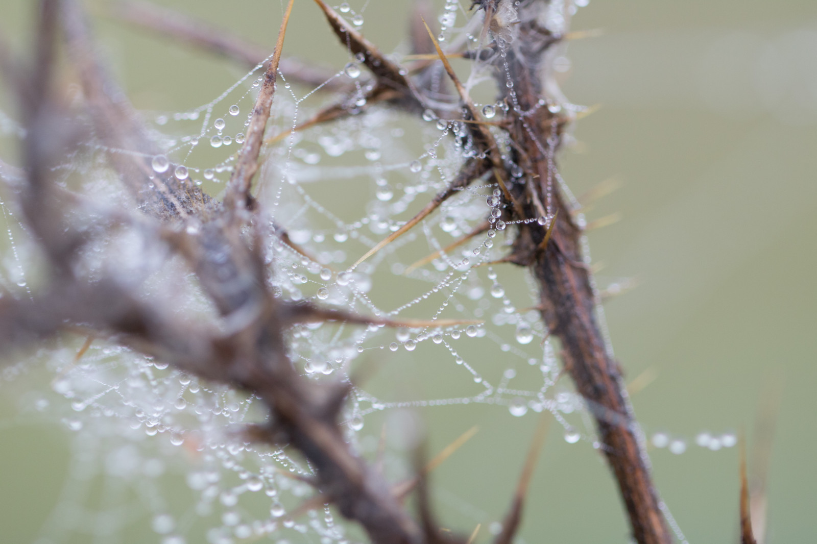 น้ำ, ธรรมชาติ, การสะท้อน, การถ่ายภาพ, สาขา, แมลง, น้ำค้างแข็ง, รูปแบบ, สัตว์ป่า, น้ำค้าง, ต้นไม้, ใบไม้, ดอกไม้, หยด, พืช, Vatten, natur, spindeln t, หยด, s dersl tt, reflektion, exif model canoneos760d, ประเทศธรณีวิทยา, กล้องทำให้ Canon, geocity, กล้องรุ่น canoneos760d, geostate, ตำแหน่งทางภูมิศาสตร์, exif ทำให้ canon, m nster, ความยาวโฟกัส Exif 100mm, เลนส์ exif100mmf28lmacroisusm, มังกร, n t, exif isospeed 400, เปิดรูรับแสง 28, vattendroppe, สัตว์ป่า, กิ่งไม้, ใกล้ชิด, การถ่ายภาพมาโคร, เงี่ยงหนามและหนาม, ต้นกำเนิด, สัตว์ที่ไม่มีกระดูกสันหลัง