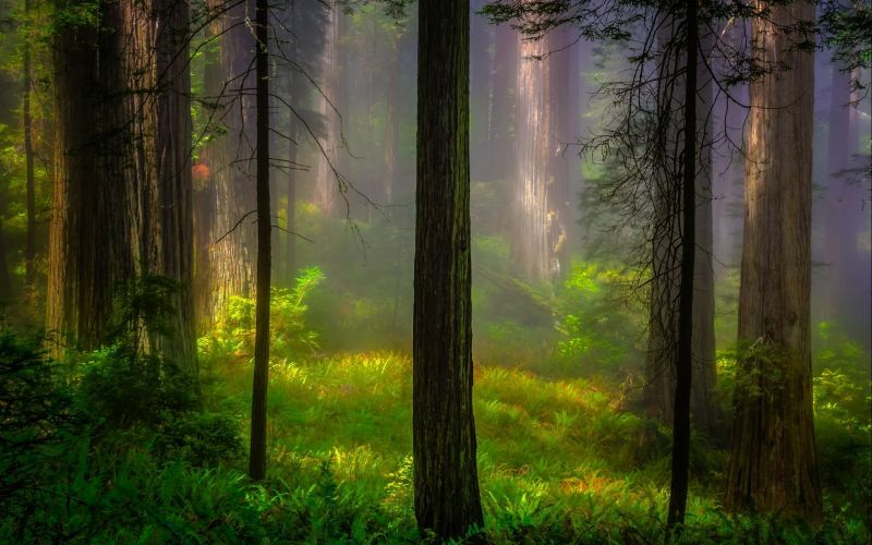sunlight, trees, forest, leaves, nature, grass sunlight, trees, forest, leaves, nature, grass