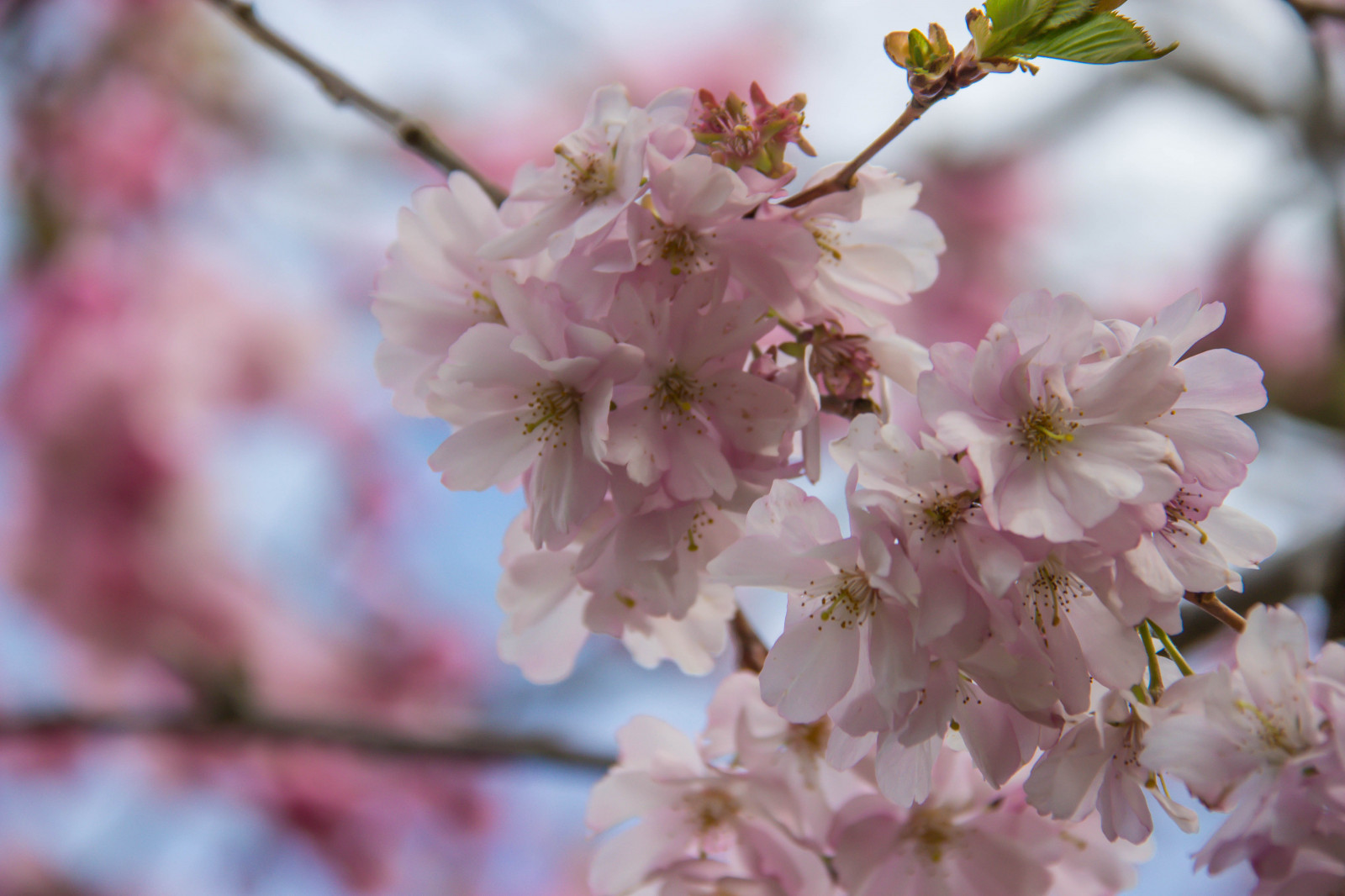 cibo, giardino, parco, ramo, frutta, fiore di ciliegio, fiorire, rosa, primavera, fiore, pianta, ciliegia, fiore di ciliegio, blomma, v r, primavera, Alnarp, petalo, k RSB rsblom, alnarpsparken, produrre, impianto di terra, pianta fiorita, fotografia macro, famiglia di rosa