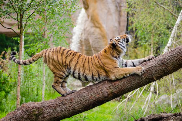 tiger,predator,tree,stretch