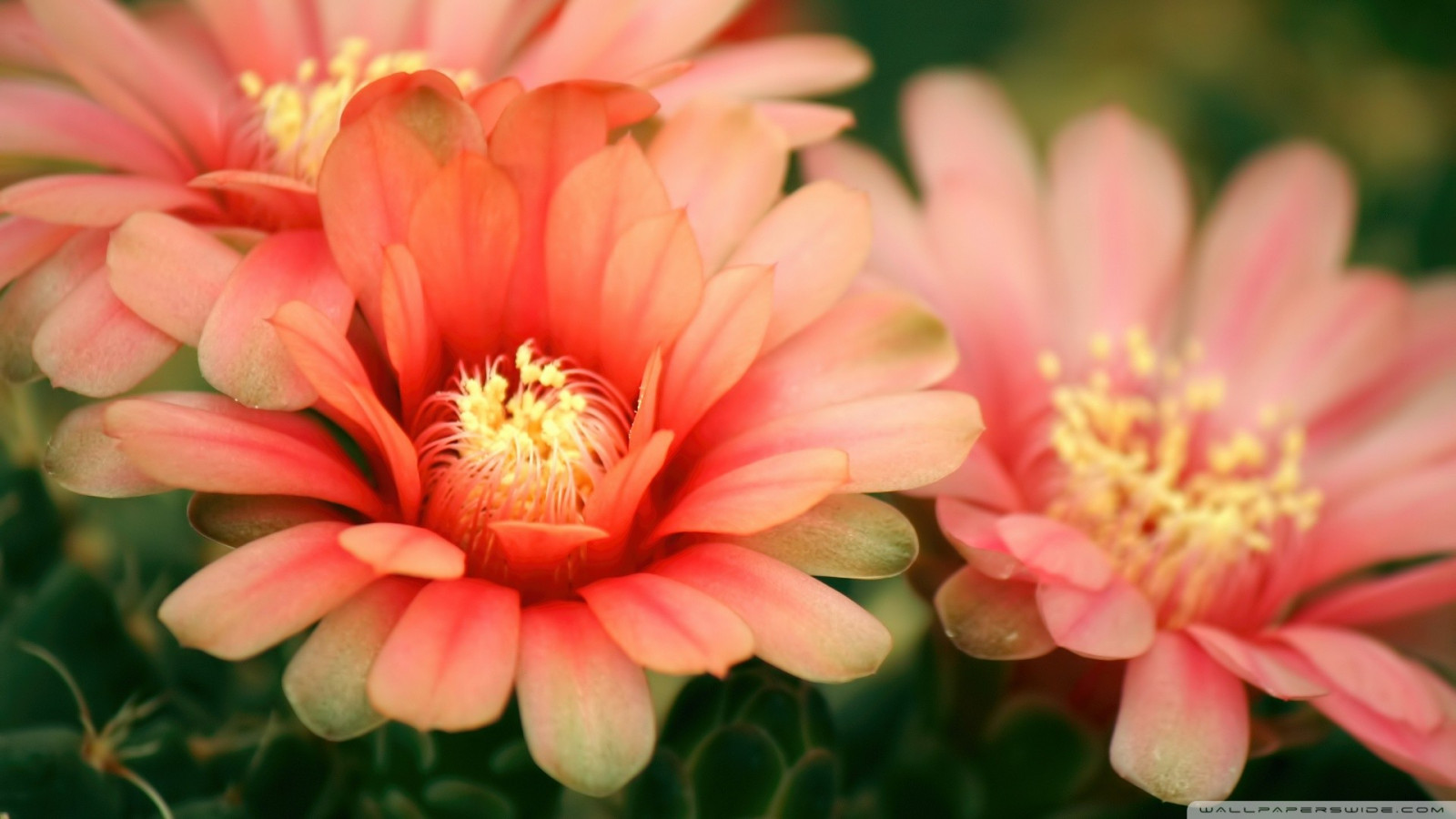 Wallpaper pink flowers, plants, blossom, flower, dahlia, flora, petal