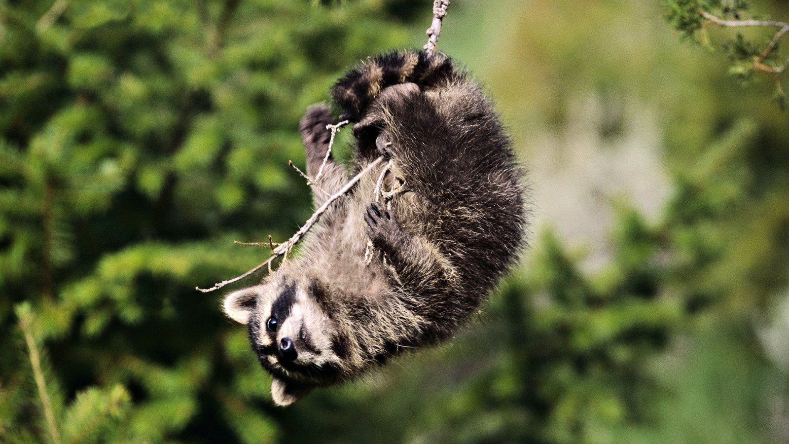 natur, gräs, vilda djur och växter, träd, grenar, fauna, däggdjur, lekfull, tvättbjörn