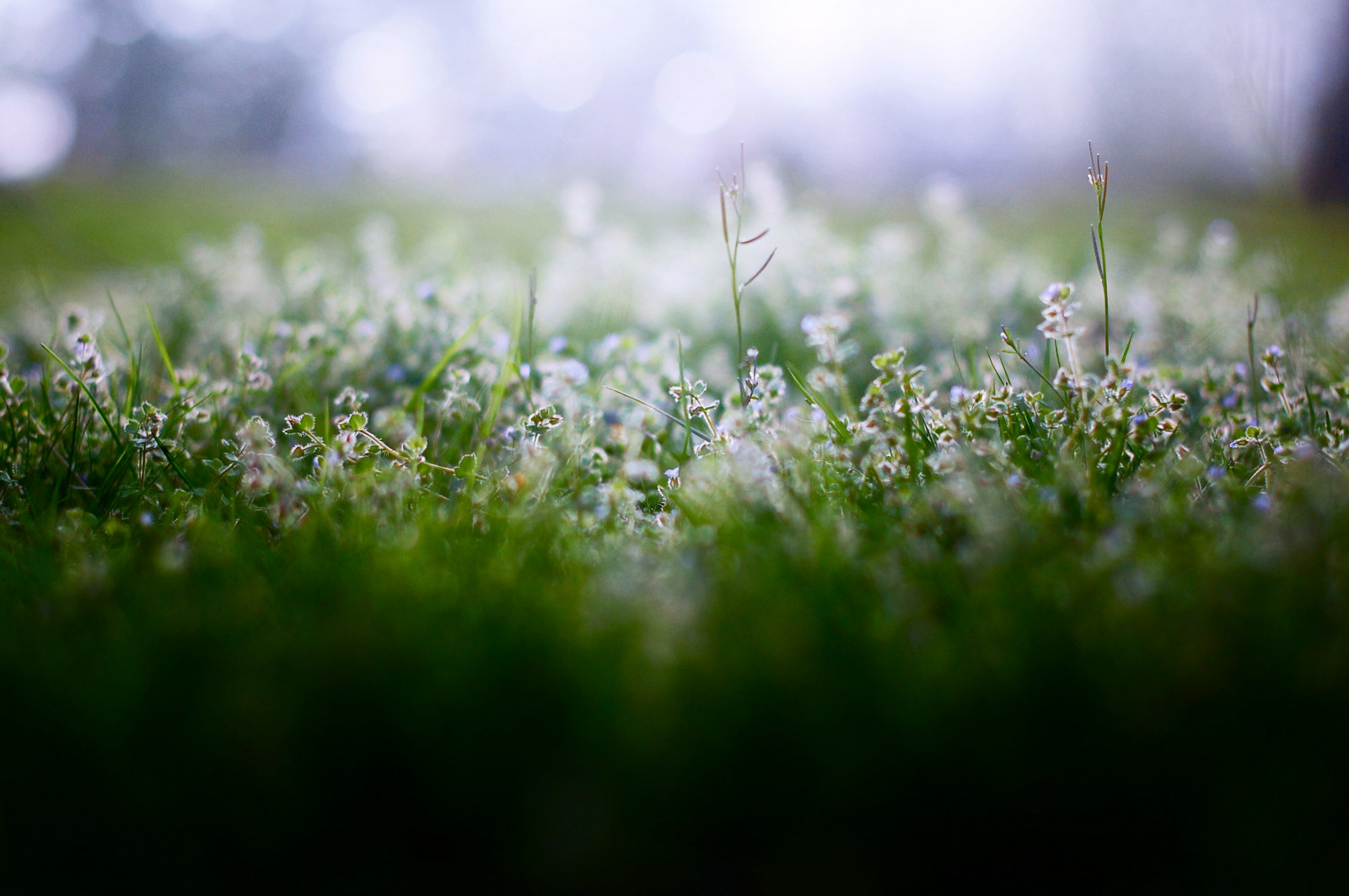 blomster, blå, lys, planter, grøn, natur, Nikon, Fokus, lilla, bokeh, lav, lille, Lille bitte, nikond40, noellebuske, noellebuskephotography