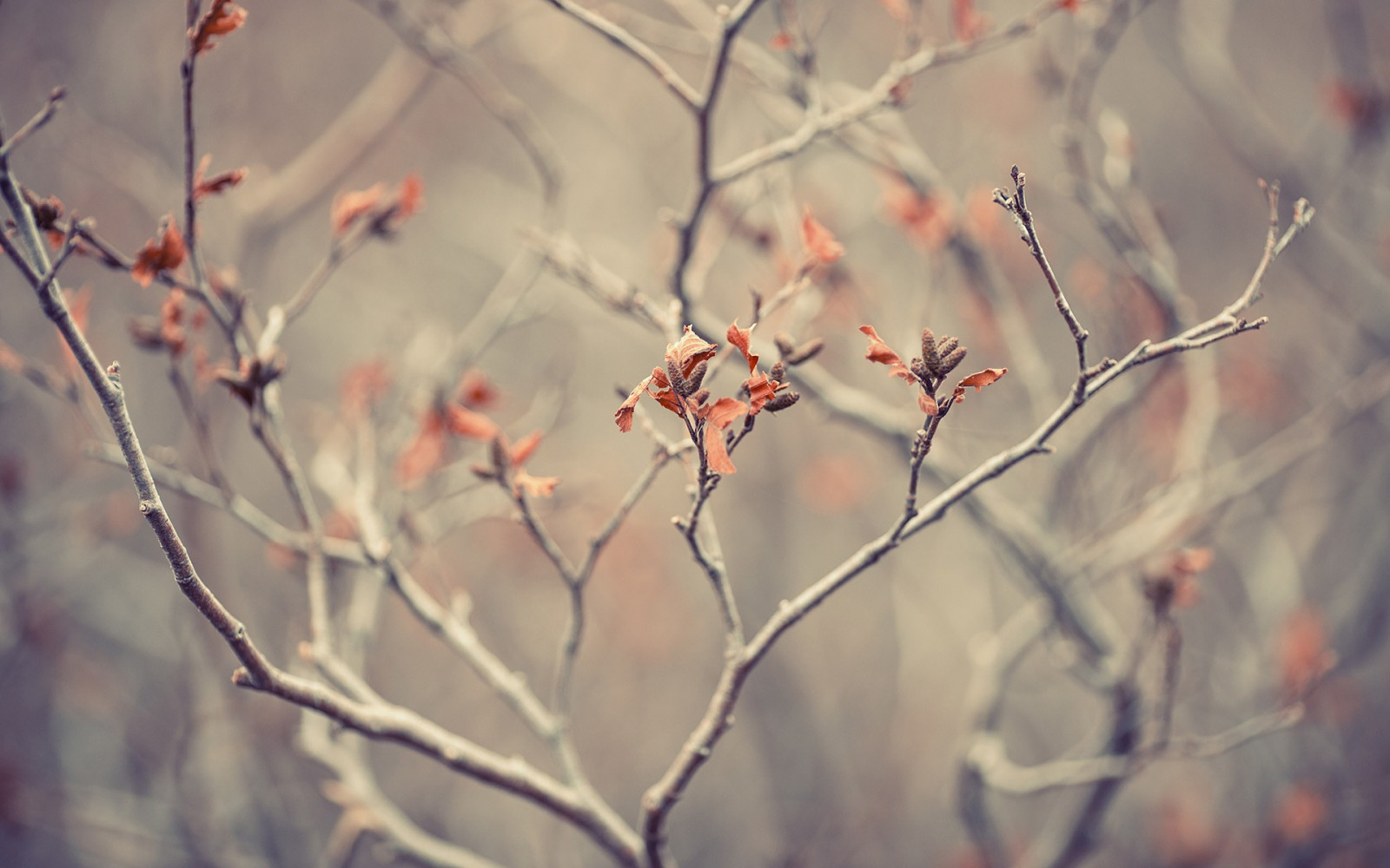 slunečnímu záření, stromy, listy, Příroda, odraz, rostliny, zima, fotografování, makro, větev, ráno, mráz, Třešňový květ, květ, jaro, zmrazení, strom, podzim, list, květ, rostlina, sezóna, flóra, větvička, atmosférický jev, makro fotografie