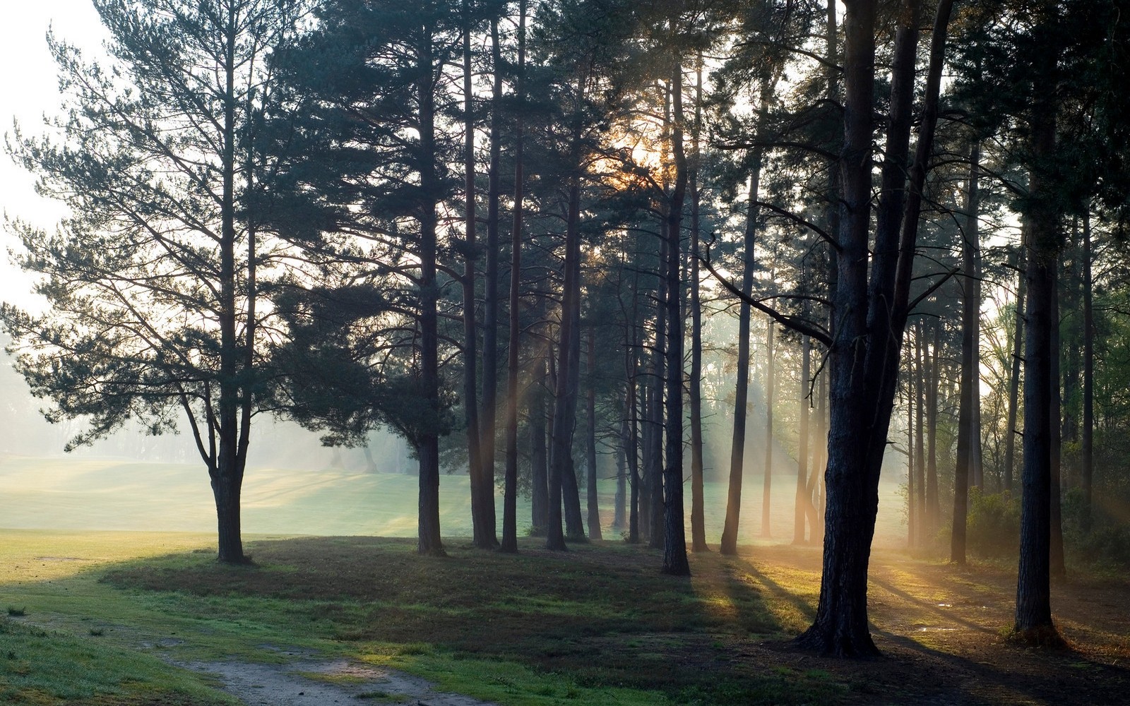 slunečnímu záření, stromy, krajina, les, západ slunce, Příroda, tráva, větev, ráno, mlha, sluneční paprsky, atmosféra, divočina, cesta, strom, podzim, mlha, rostlina, sezóna, zálesí, háj, místo výskytu, přírodní prostředí, atmosférický jev, dřevina, ekosystém