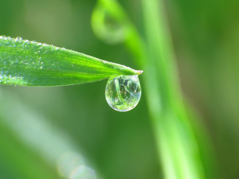 水,性质,草,摄影,水滴,绿色