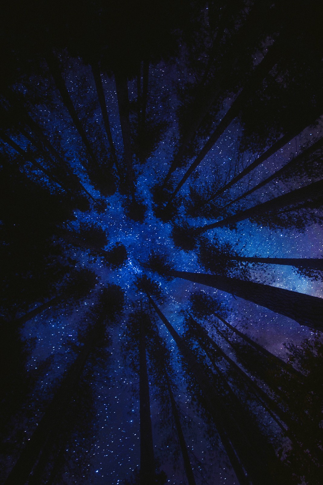 stromy, noc, hvězdy, modrý, večer, světlo, hvězda, čára, tma, fraktální umění