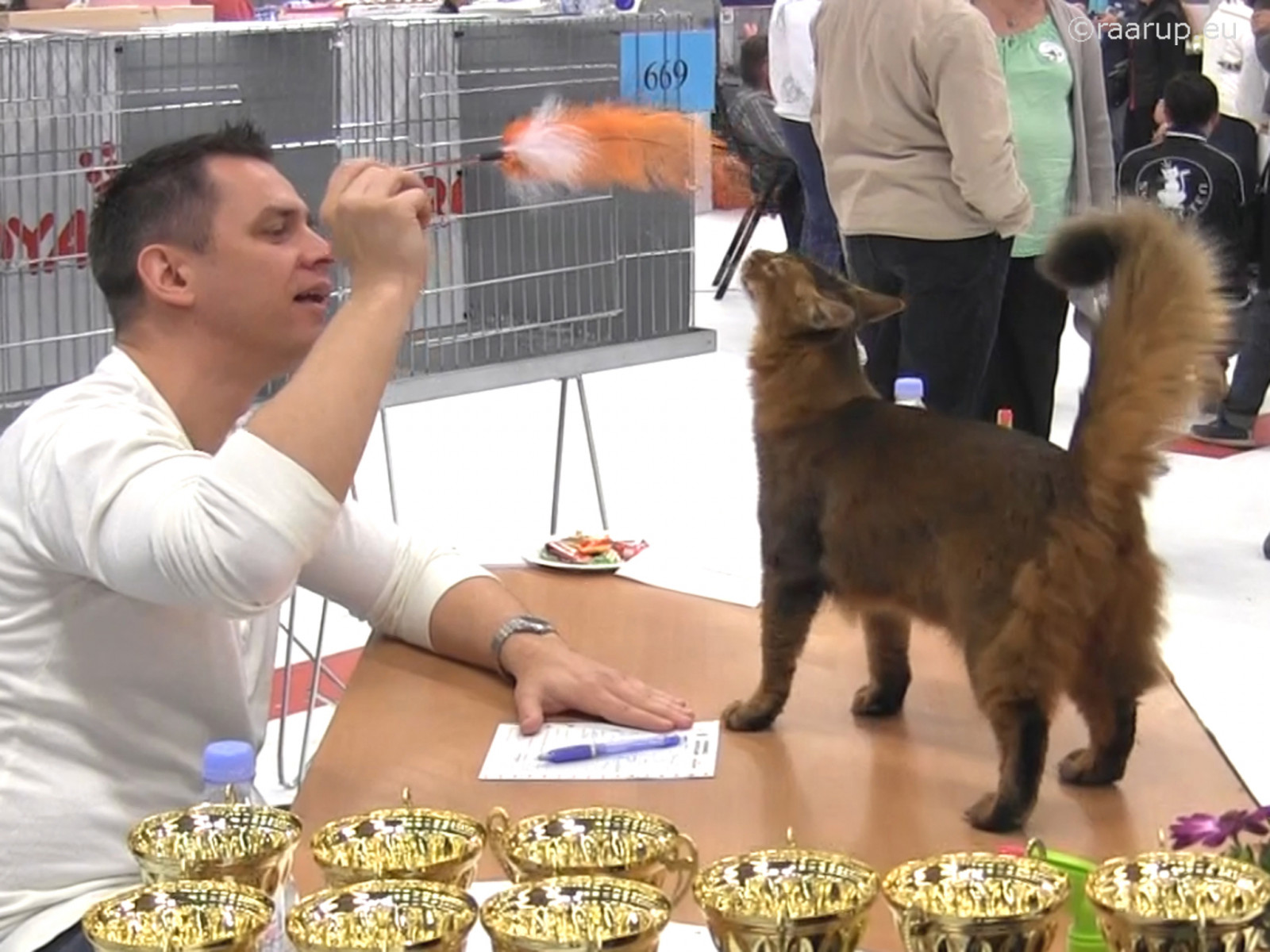 แมว, Trelleborg, สุนัขชอบเลี้ยงลูกด้วยนม, กลุ่มสายพันธุ์สุนัข, หมวก, somali, Sississ, rags, dusharatattersandrags, somalicat, som, catshow, sebastianpruchniak, การแสดงคอนเซ็ปต์