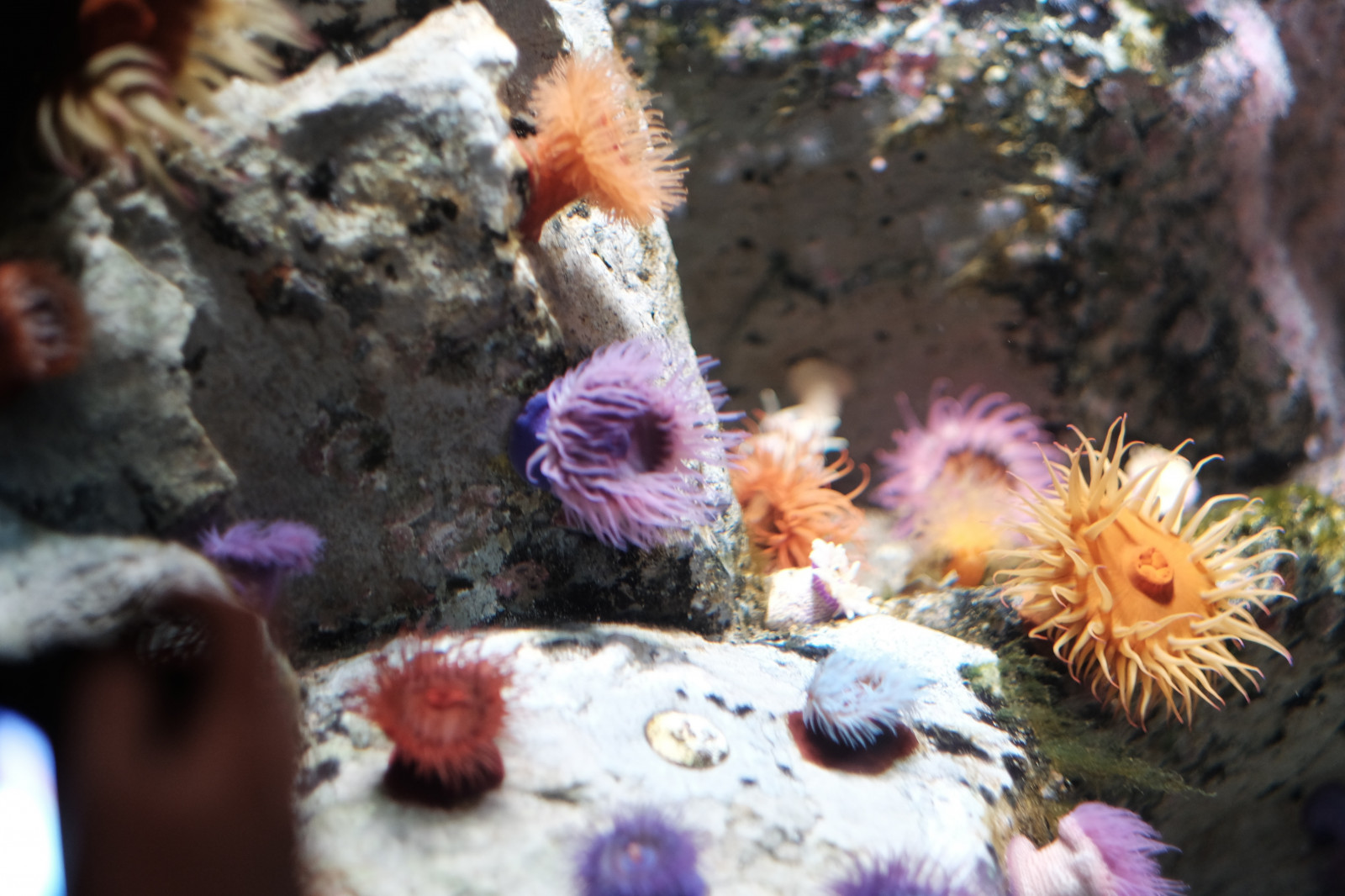 Ryba, Pod vodou, korál, korálový útes, akvárium, Tokio, Fujifilm, biologie, květ, útes, Fujinon, x, xf56mmf12r, xf56mm, XT1, Kasai, kasairinkaipark, tokyosealifepark, zblízka, makro fotografie, bezobratlý, mořská biologie, mořští bezobratlí, Pomacentridae, mořská sasanka