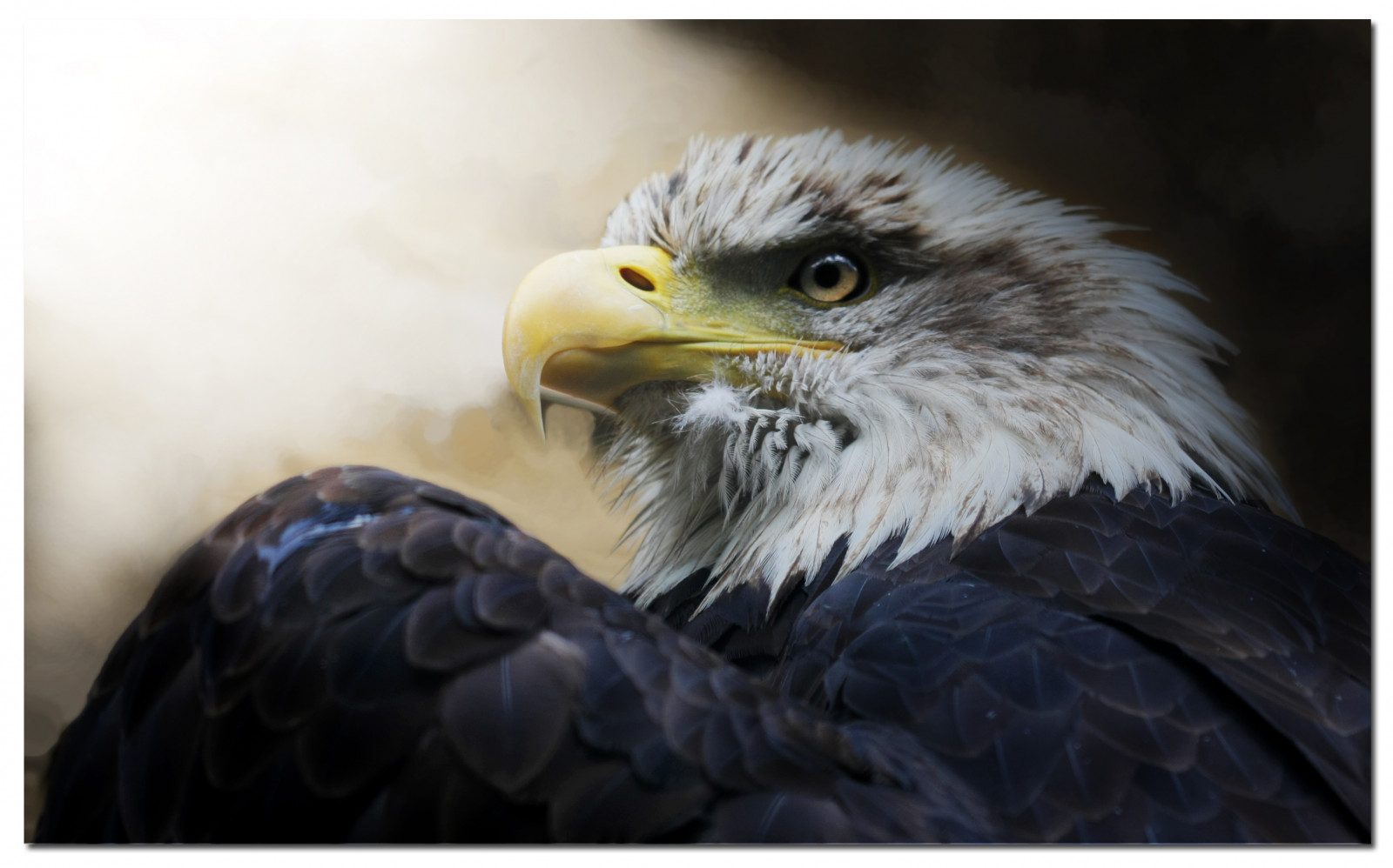 ptactvo, Příroda, detailní, makro, Volně žijících živočichů, Kánon, dravý pták, orel, tvořivost, Orel bělohlavý, zobák, Sokol, raptor, zvíře, pták, blinkagain, birdofprey, Pírko, naturesfinest, fauna, naturethroughthelens, floraandfaunaoftheworld, supershots, supershot, justnature, dapagroup, canon40d, zblízka, zblízka, dokonalost, artistspotlight, Accipitriformes, třída, mmmilikeit, Dapa, Filtry kamer, Makroklose, Talentshowcase, Worldclassimage, Canondigitalphotographersnaturewildlife, Wildlifetheultimateimagegalleryofwildlife, Theulateimagegalleryofcloseupmacro, Upclosebutnotquite, Artedalcuore, Úžasnéphotoimagery, Krásná světová příroda, Nádherný svět, Worldclassimages, Awesomephotoimage, Bestthroughthelens, Poslední fotogalerii fotografií, Elitetalentshowcase, stock photography