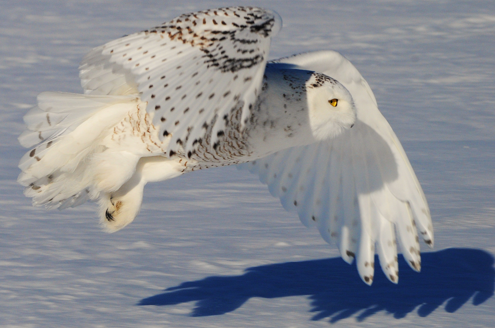 zima, stín, slunce, sníh, Ontario, Kanada, pták, oko, Příroda, křídla, akce, zasněžený, Volně žijících živočichů, Ottawa, Let, sova, beyondhue