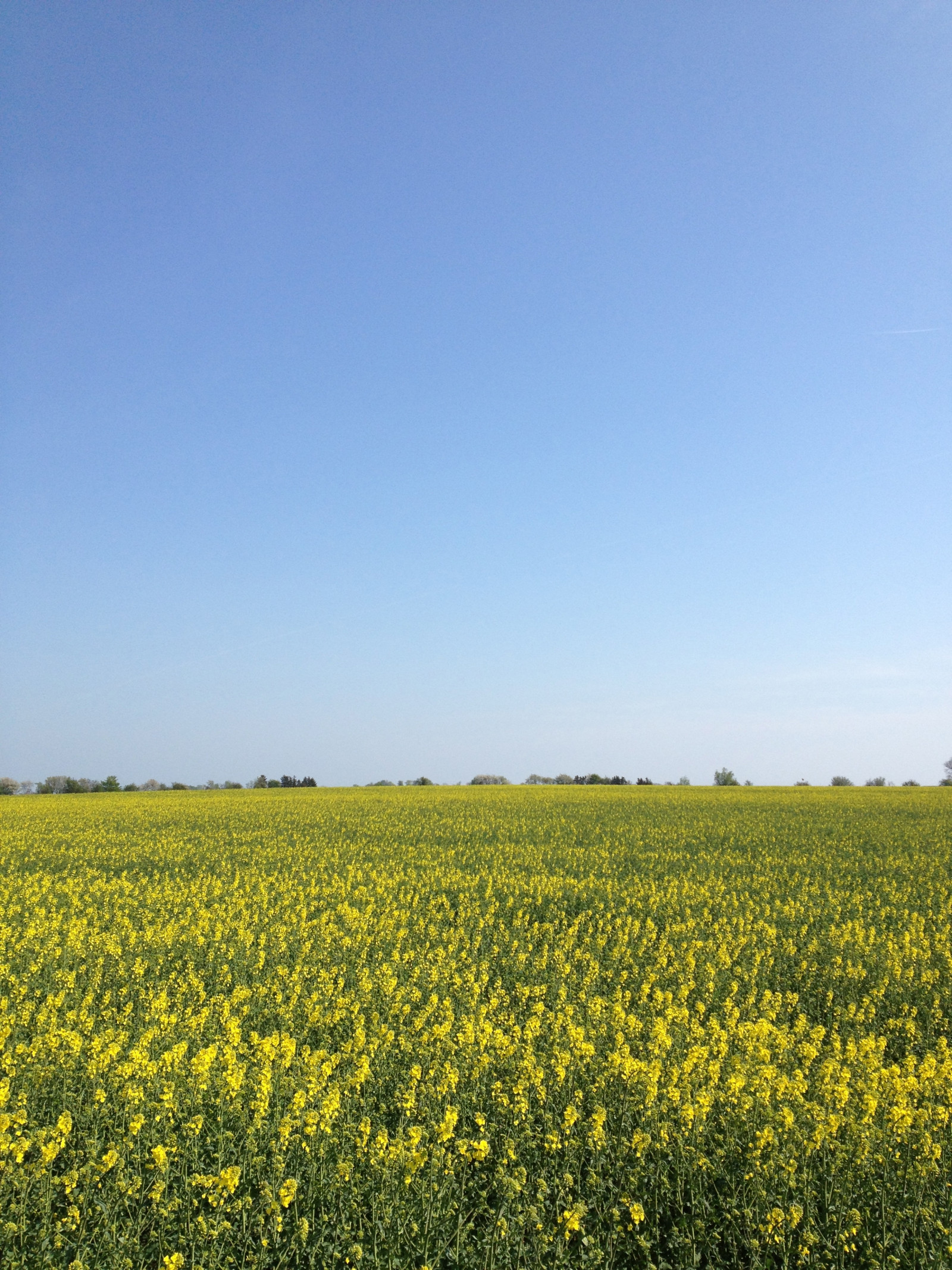 krajina, jídlo, tráva, nebe, pole, horizont, step, řepkového, květ, lučina, rostlina, pastvina, řepka, zemědělství, soderslatt, louka, prostý, divoká rostlina, prérie, oříznutí, venkov, vyrobit, suchozemská rostlina, kvetoucí rostlina, ekosystém, tráva rodina, zeleninový, brassica, daisy rodina, hořčice závod, brassica rapa, hořčice a zelí rodina