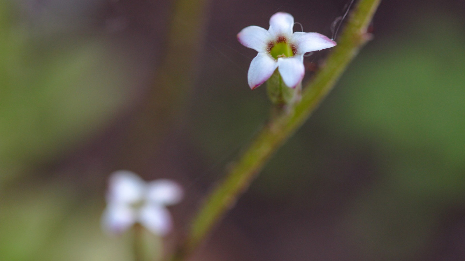 blade, blomster, natur, planter, fotografering, makro, grøn, blomst, solo, blad, blomst, plante, flora, knop, kronblad, wildflower, botanik, jord plante, blomstrende plante, tæt på, makrofotografering, stængelplante