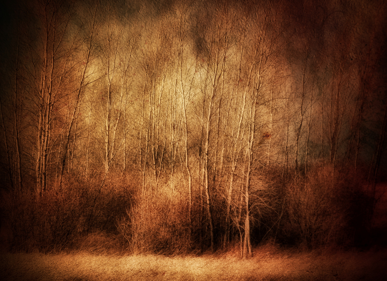 slunečnímu záření, stromy, odraz, stěna, dřevo, textura, atmosféra, Spojené státy americké, Minnesota, světlo, podzim, list, blinkagain, tma, texturized, magicunicornmasterpiece, tatot, počítač tapeta, moderní umění, Butterfield