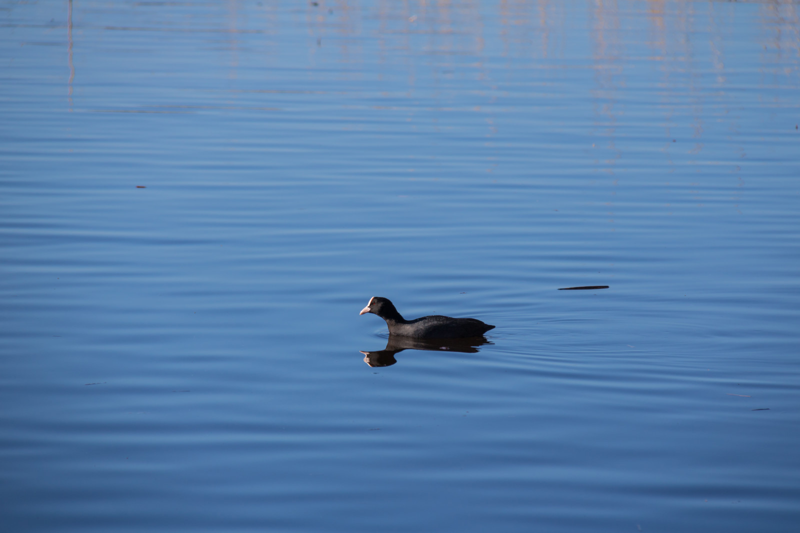 jezero, voda, odraz, modrý, kachna, zobák, pták, vatten, h r, sj, f gel, lyska, Soth na, ringsj n, křídlo, fauna, vodní ptáci, obratlovců, vodní pták, kachen, hus a labutě