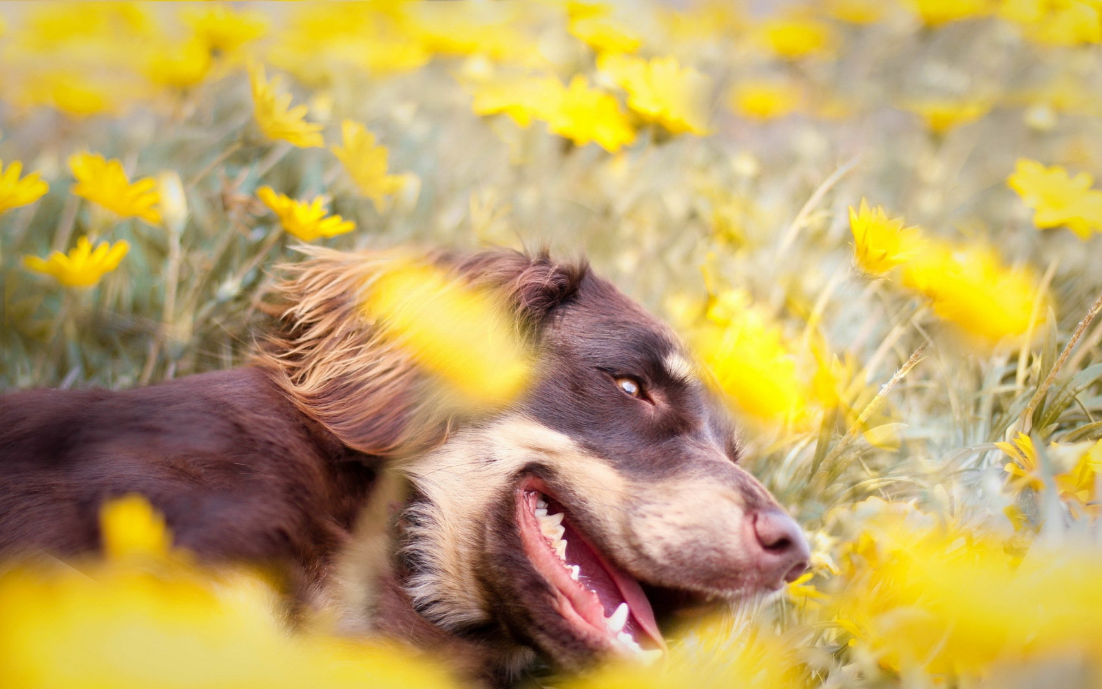 Wallpaper flowers, yellow, teeth, flower, tongue, puppy, meadow