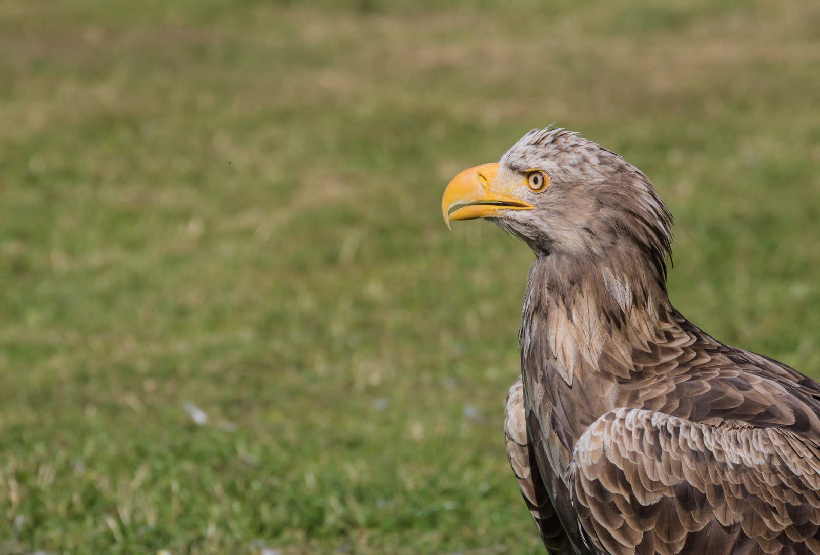 Volně žijících živočichů, dravý pták, orel, Dánsko, Orel bělohlavý, zobák, pták, jestřáb, birdofprey, Danmark, f gel, exif modelu canoneos760d, geocountry, Kamera aby kánon, geocity, Model fotoaparátu canoneos760d, geostate, geolocation, exif aby kánon, EXIF isospeed 100, EXIF otvor 80, EXIF ef70300mmf456lisusm čočka, exif focallength 300mm, Skagen, rovf gel, eagleworld, rnreservatet, seaeagle, whitetailedeagle, HAVS rn, haliaeetusalbicilla, káně, křídlo, fauna, prérie, obratlovců, sup, Accipitriformes