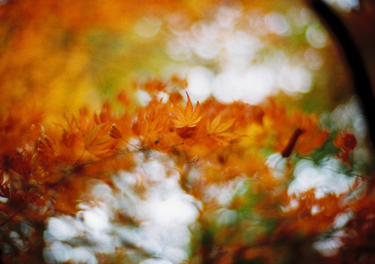 Leica Oder Zeiss Entfernungsmesser : Hintergrundbilder : leica herbstfolger film blätter japan